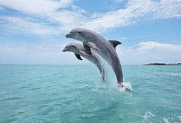 Dolphins leaping